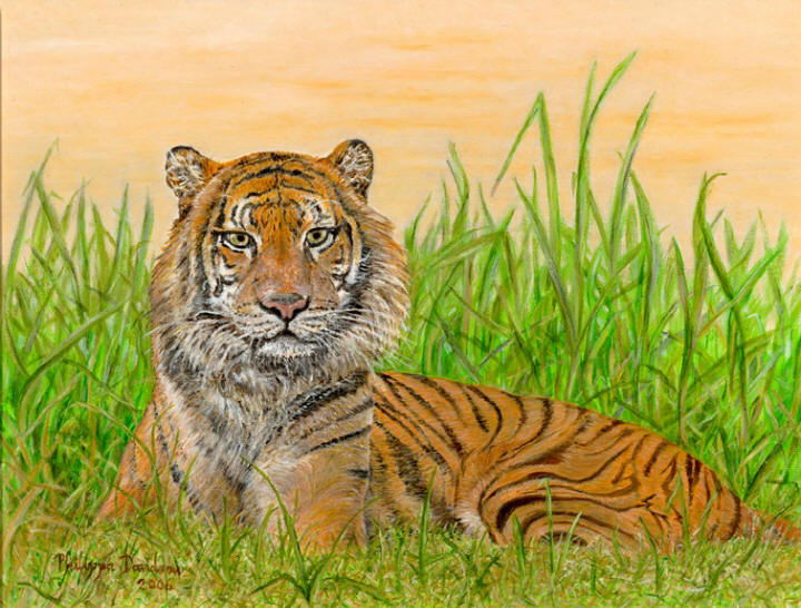 Sumatran tiger